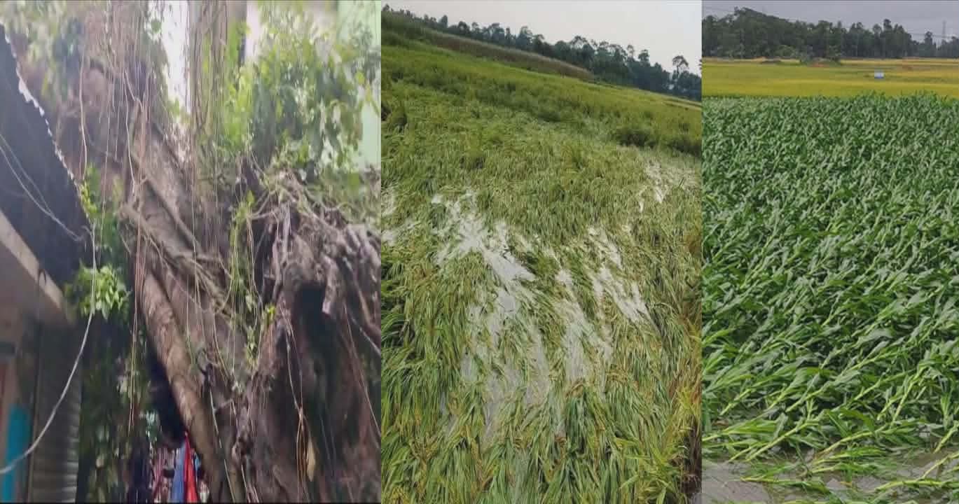 কচুয়ায় কালবৈশাখী ঝরে ২শত বছরের বটগাছ ভেঙ্গে পড়ে ক্ষতিগ্রস্থ দোকান পাট ও উপজেলা জুড়ে ব্যাপক ফসল তলিয়ে গিয়ে কৃষকেরা ক্ষয়ক্ষতির সম্মুখীন