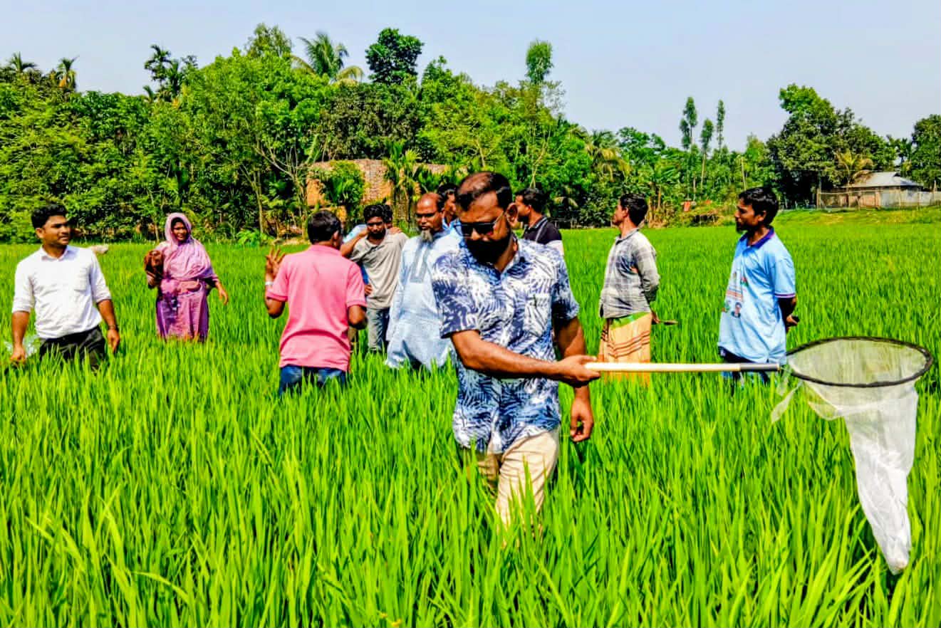 সাদুল্লাপুরে কৃষি অফিসের “অতন্দ্র জরিপ” পদ্ধতি পরিচালনা