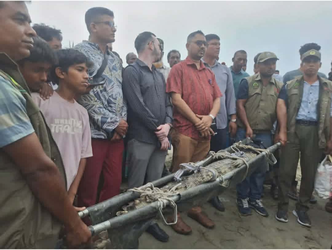 চরভদ্রাসন উপজেলায় পদ্মা নদীতে একটি ৮লম্বা কুমির ধরা 
