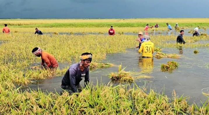 অকাল বন্যায় হাওরে ধান তলিয়ে, দিশেহারা নাসিরনগরের কৃষক