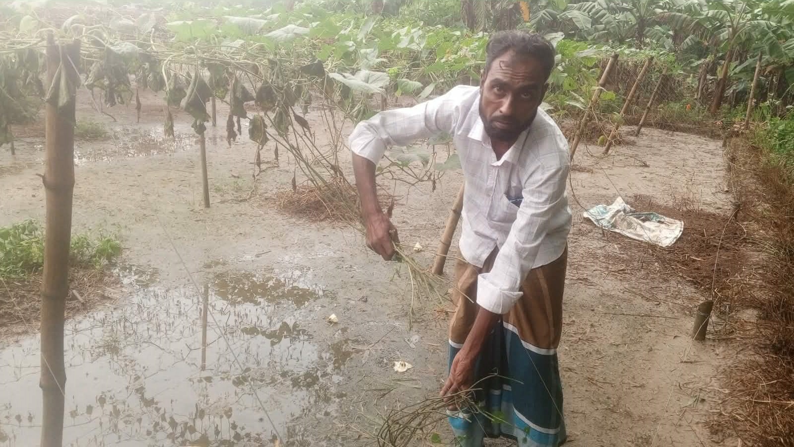 কুলিয়ারচরে রাতের আধারে এক কৃষকের লক্ষ টাকা মূল্যের সবজি বাগান কর্তন, থানায় অভিযোগ