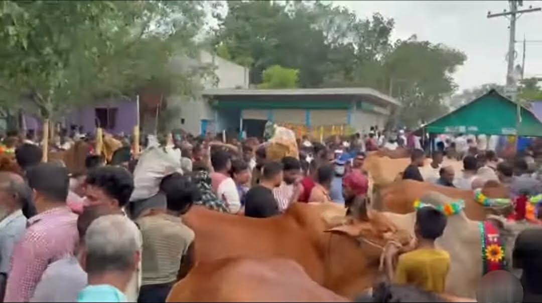 ঈদুল আজহা সামনে রেখে নবীনগরের পশুর হাটে উপচে পড়া ভিড়