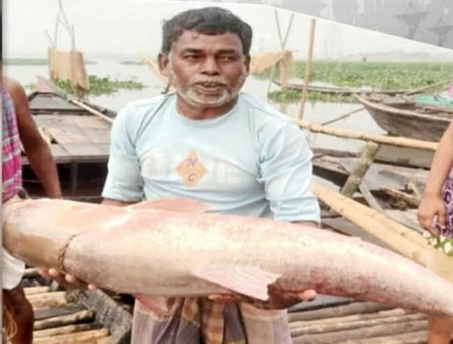 তিতাস নদীতে জেলেদের জালে ধরা পড়ল ১৯ কেজির বিশাল বিগহেড মাছ