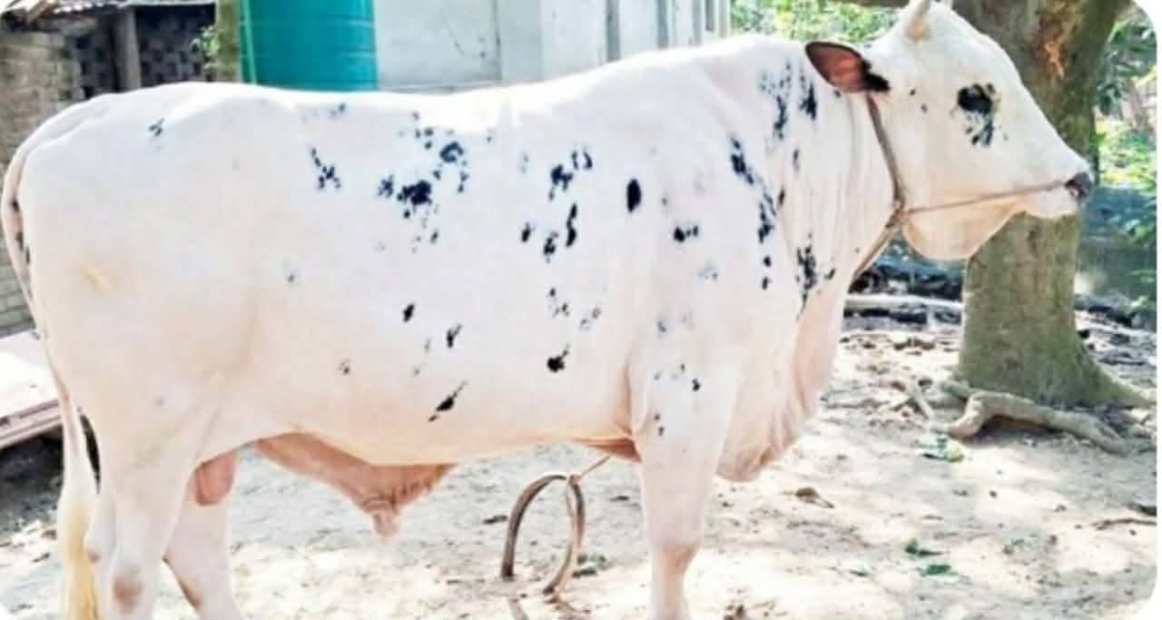 নবাবের পেছনে দৈনিক ৭শ’ টাকা ব্যয়, খায় ১৫ কেজি খাবার