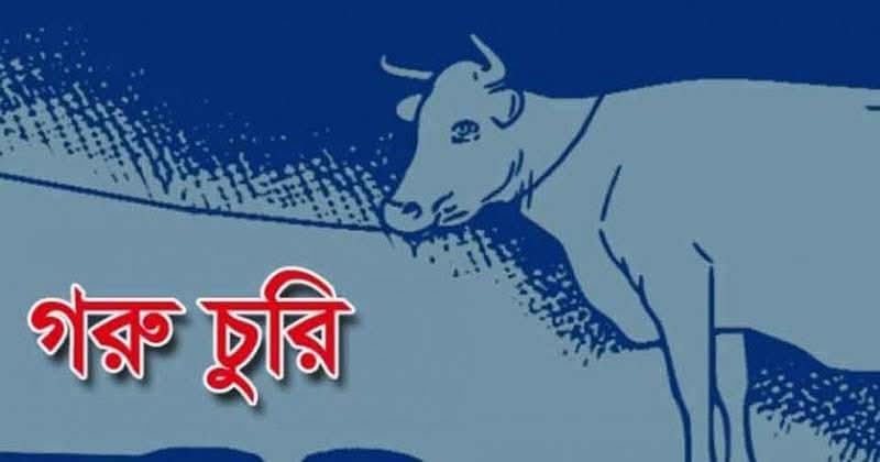হোসেনপুরে গভীর রাতে ৫ গরু নিয়ে গেছে দুরবৃত্তরা