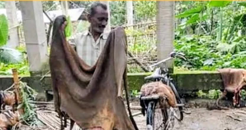 চামড়ায় সিন্ডিকেটের থাবা : কোরবানির বাজারে অস্থিরতা তু্ঙ্গে