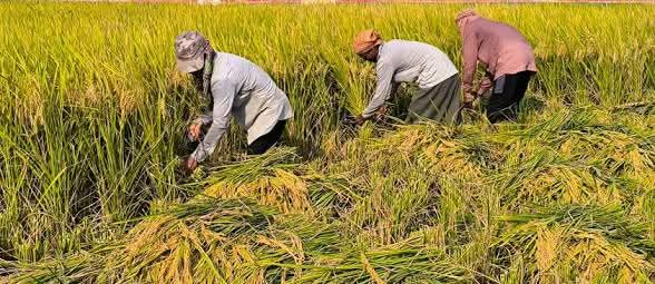 নবীনগরে বাম্পার বোরো ফলন, তবু লাভের অঙ্কে হতাশ কৃষক