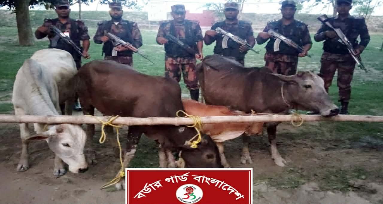 চাঁপাইনবাবগঞ্জ সীমান্তে ৫৩ বিজিবির অভিযানে ৪ ভারতীয় গরু জব্দ