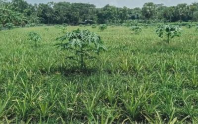 ফরিদপুরে সালথায় প্রথমবারে বাণিজ্যিকভাবে আনারস চাষে কৃষি উদ্যোক্তা মিলন ফকির