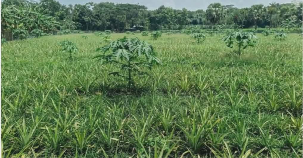 ফরিদপুরে সালথায় প্রথমবারে বাণিজ্যিকভাবে আনারস চাষে কৃষি উদ্যোক্তা মিলন ফকির