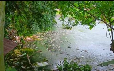 পুকুরে গোমূত্র ও গোয়ালঘরের বর্জ্য ফেলে মাছ নিধনের অভিযোগ, ক্ষতির মুখে মাছচাষি