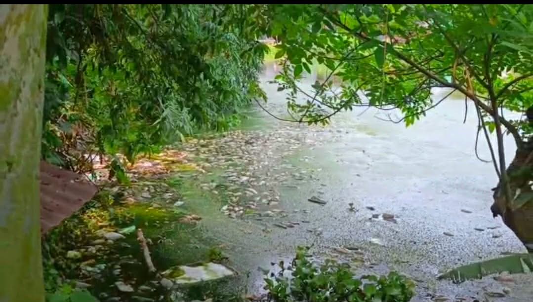 পুকুরে গোমূত্র ও গোয়ালঘরের বর্জ্য ফেলে মাছ নিধনের অভিযোগ, ক্ষতির মুখে মাছচাষি