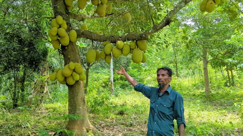 নবীনগরে কাঁঠালের বাম্পার ফলন: স্বাদ, পুষ্টি ও সাশ্রয়ে স্বস্তিতে ভোক্তা