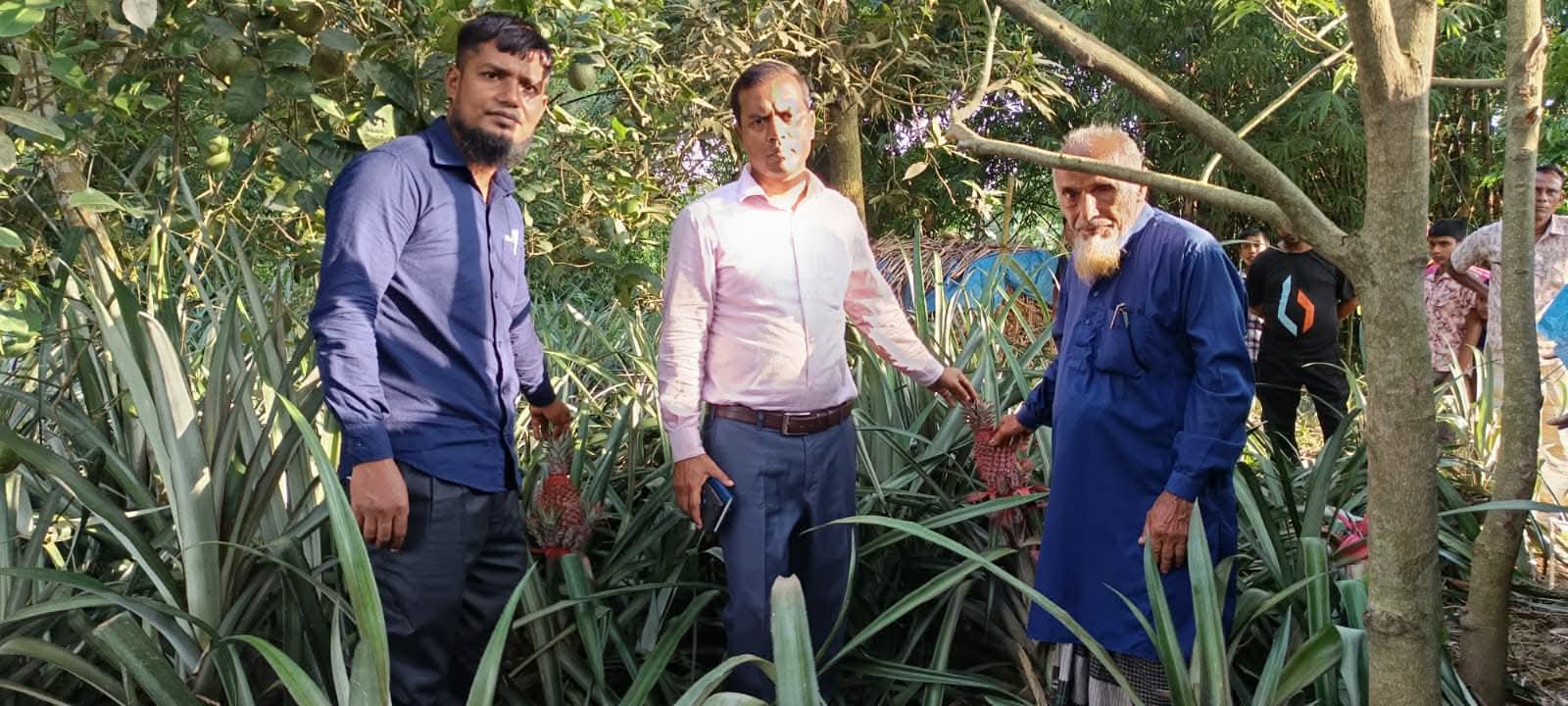 বাঁশবাগানের পতিত জমিতে আনারস চাষ, রাণীশংকৈলে নতুন সম্ভাবনার নাম উমের আলী