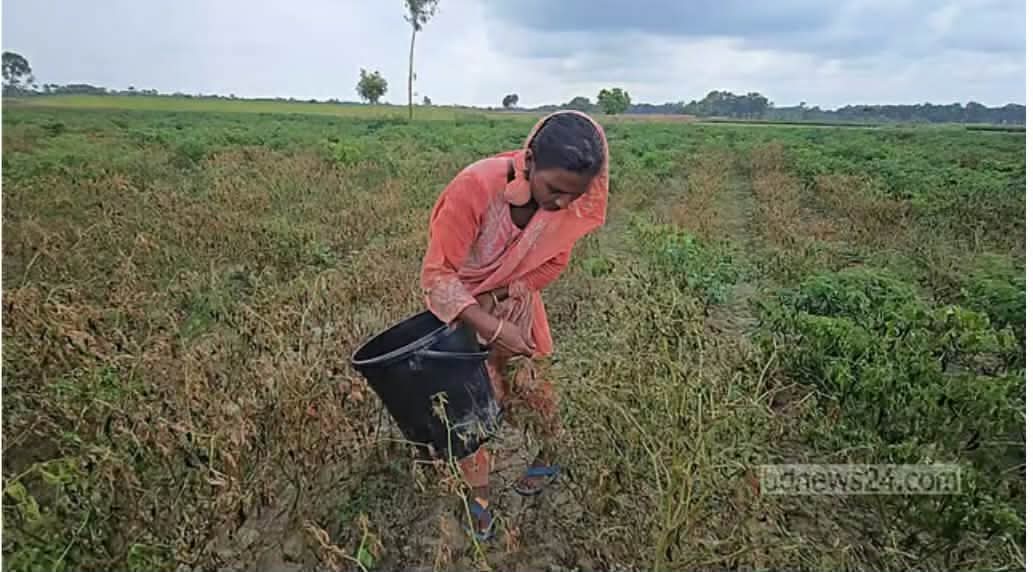 ফরিদপুরে অতিওভারি বৃষ্টিতে গ্রীষ্মকালীন মরিচ চাষে বিপর্যয় দাম উর্ধ্বমুখী