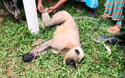 ঠাকুরগাঁওয়ে ধরা পড়ল বিরল মুখপোড়া হনুমান