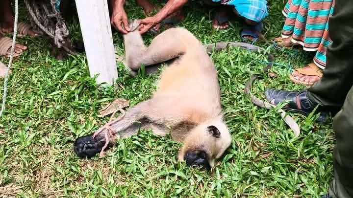 ঠাকুরগাঁওয়ে ধরা পড়ল বিরল মুখপোড়া হনুমান