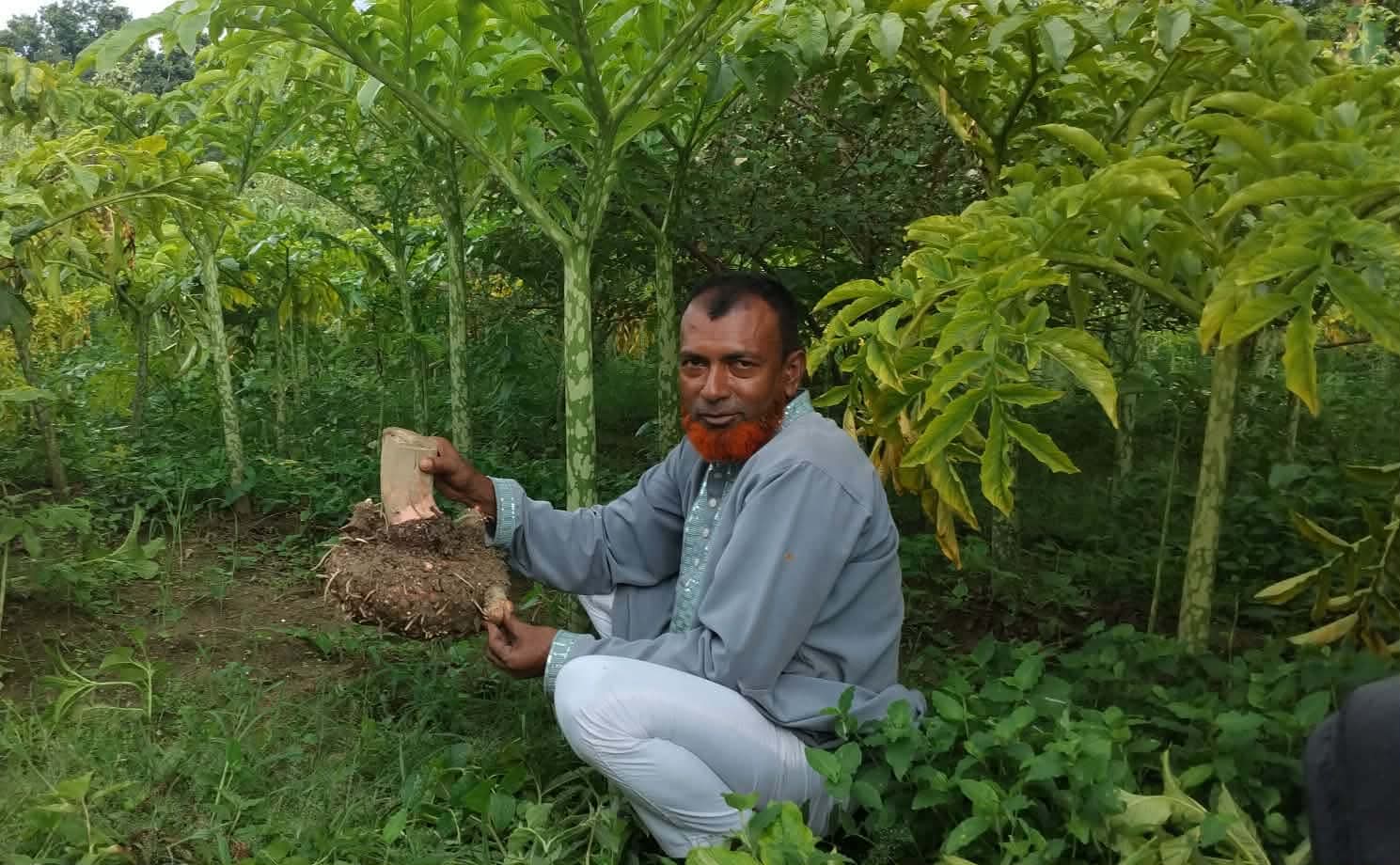 খরচও কম, ঝুঁকিও কম লাভে তিন গুণ, ওলকচু চাষে ঝুঁকছেন চাষিরা
