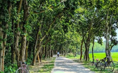 সবুজের অরণ্যে শান্তির নীড় : দিনাজপুরের ঐতিহাসিক ধর্মপুর শালবন