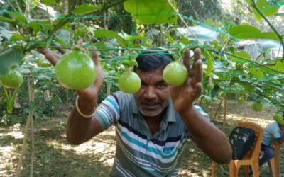 কোটচাঁদপুরের সঞ্চয় হালদারের ব্যতিক্রমী উদ্যোগে ইউটিউব দেখে শখের বসে আনারকলি চাষ
