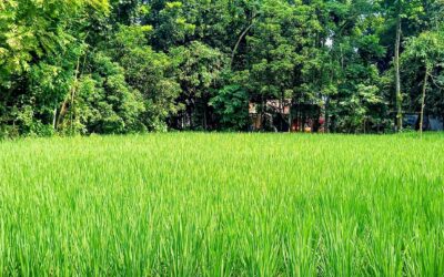 গাইবান্ধায় মামলা করায় প্রতিপক্ষের হুমকি, নিরাপত্তাহীনতায় বাদী